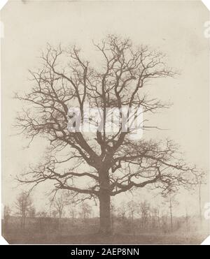 Photographie du milieu des années 1840 de William Henry Fox Talbot représentant un chêne, montrant le tronc, les branches, le feuillage, l'environnement naturel, et composition photographique précoce. Banque D'Images