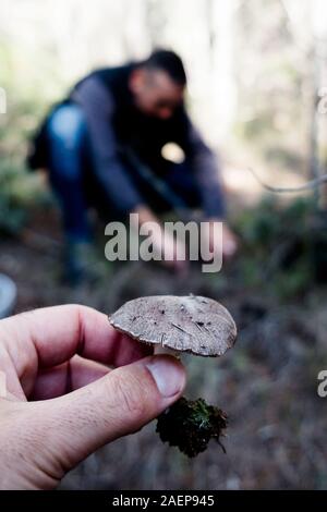 Libre de choisir deux hommes chevalier gris champignons, également connu sous le nom de dirty tricholoma, dans une forêt Banque D'Images