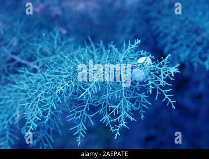 Libre du genévrier arbre branches.classique bleu couleur pantone de l'année 2020. Banque D'Images