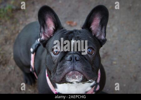Un jeune noir Bouledogue Français jusqu'à la dans l'appareil photo Banque D'Images