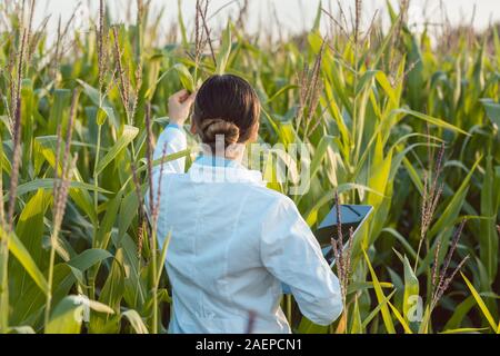 Scientifique au champ de maïs à l'essai d'une nouvelle race d'OGM Banque D'Images