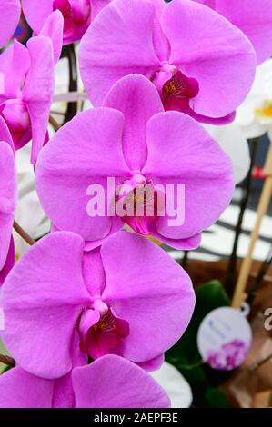 Belles fleurs orchidée Phalaenopsis mauve Banque D'Images