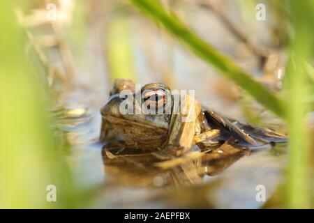 Grenouille dans un étang pendant la saison des amours sur un matin de printemps ensoleillé. Banque D'Images