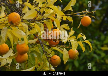 Des oranges cultivées dans un petit village de la côte de la partie inférieure de la rivière Guadiana, Algarve, Sud du Portugal Banque D'Images