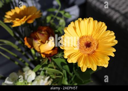 Magnifique bouquet de gerbera jaune avec quelques feuilles vertes. Romantique et coloré et dynamique les fleurs sont parfaites pour des événements comme les anniversaires. Banque D'Images