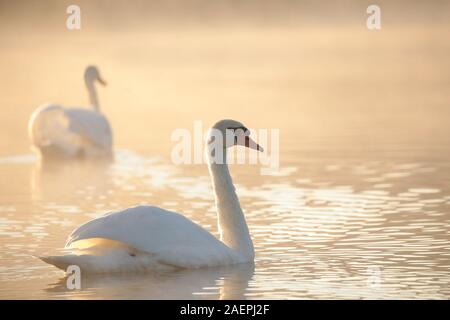 Cygne sur le lac sur un matin brumeux. Banque D'Images