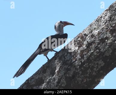 Un homme von der Decken's hornbill (Tockus deckeni). Parc national de Tarangire, en Tanzanie. Banque D'Images