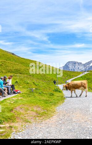 Bachalp, Grindelwald, Suisse - le 16 août 2019 : Vache brune marchant sur un chemin de randonnée dans les Alpes suisses. Les touristes se détendre sur un banc à proximité. Montagnes en arrière-plan. Paysage alpin. Banque D'Images