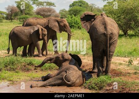 Un éléphant juvénile prend un bain de boue dans le parc national de Tarangire lors d'un safari tanzanien. (Nom scientifique: Loxodonta) Banque D'Images