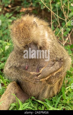 Un babouin d'olive inspectant son pied dans le parc national de Tarangire lors d'un safari en Tanzanie. (Nom scientifique: Papio anubis) Banque D'Images