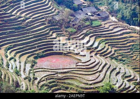 Sapa, Vietnam : terrasses plantées avec du riz en hiver Banque D'Images