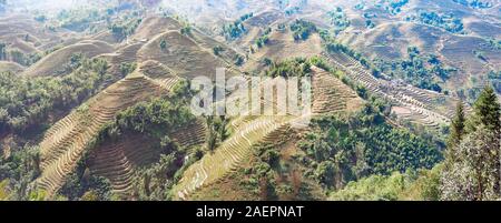 Sapa, Vietnam : terrasses plantées avec du riz en hiver Banque D'Images