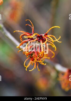 De près de l'orange/rouge fleurs d'une noisette de sorcière, hamamélis Hamamelis x intermedia 'Jelena' floraison d'hiver à feuilles caduques arbuste à fleurs, England, UK Banque D'Images