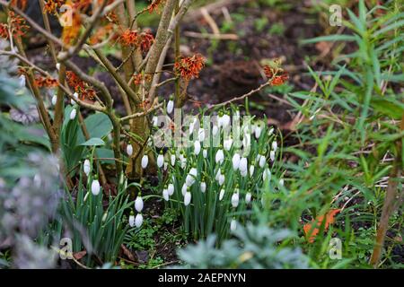 Perce-neige Galanthus nivalis (commune) en dessous d'un croissant, Hamamélis hamamélis Hamamelis x intermedia 'Jelena' Staffordshire, Angleterre, RU Banque D'Images