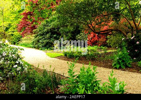 Un chemin qui mène à travers les azalées et rhododendrons, dans le Savill Garden à Egham, Surrey, UK Banque D'Images