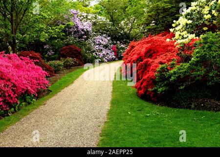 Un chemin qui mène à travers les azalées et rhododendrons, dans le Savill Garden à Egham, Surrey, UK Banque D'Images