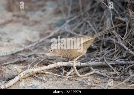 Cratérope écaillé (Argya squamiceps) dans le frotte Banque D'Images