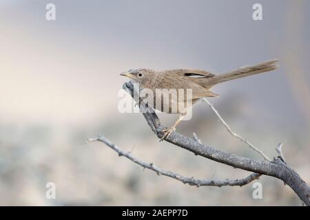 Cratérope écaillé (Argya squamiceps) dans le frotte Banque D'Images