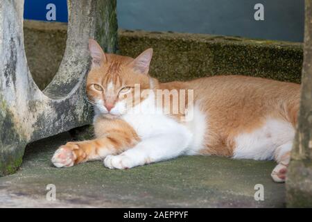 Belle rouge et blanc chat bien nourri se reposer et dormir dans la rue sous un banc en Thaïlande. se cacher de la chaleur de la rue, Close up. Banque D'Images