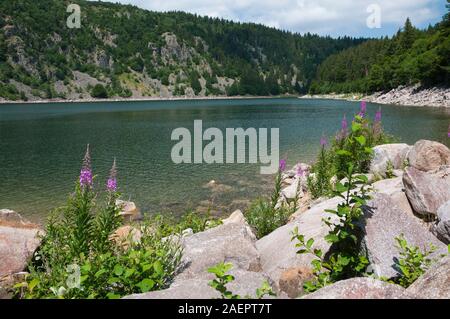 Lac Blanc (1055m) près d'Orbey, massif des Vosges, Haut-Rhin (68), Alsace, France, région Grand Est Banque D'Images