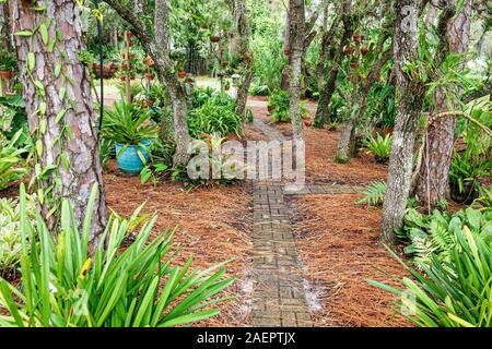 Port St. Sainte Lucie Florida,Port St. Lucie Botanical Gardens,sentier,arbres,végétation,FL190920035 Banque D'Images