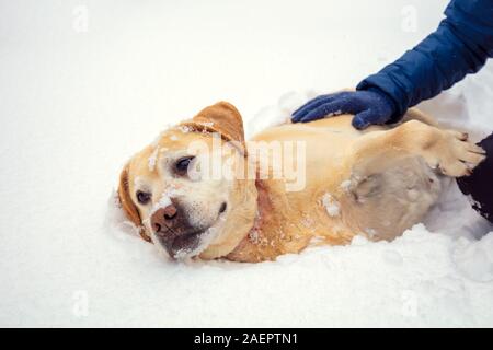 Labrador retriever dog se trouve dans la neige en hiver. L'homme de caresser un chien Banque D'Images