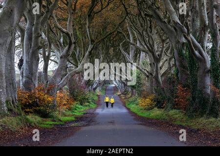 Mère et fils dans la région de yellow jackets marcher au milieu de la route du célèbre Dark Hedges, Irlande du Nord, Royaume-Uni Banque D'Images