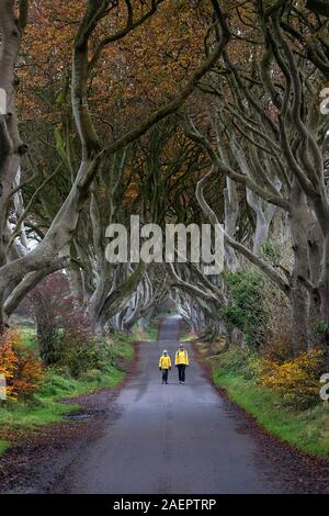 Mère et fils dans la région de yellow jackets marcher au milieu de la route du célèbre Dark Hedges, Irlande du Nord, Royaume-Uni Banque D'Images