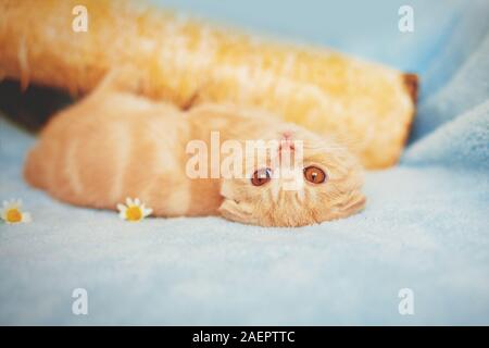 Scottish Fold mignon petit chaton rouge posé sur une couverture bleue. Chat couché sur le dos Banque D'Images