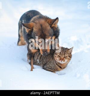 Chat et chien sont les meilleurs amis. Chat et chien jouer ensemble en plein air, sur la neige en hiver. Le chien serrant le chat Banque D'Images