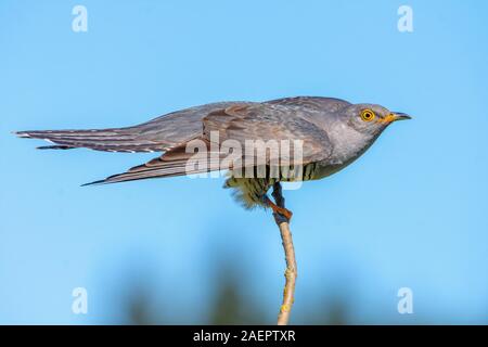 Kuckuck (Cuculus canorus, Jungvogel) Jeune Coucou commun • Bayern, Deutschland Banque D'Images