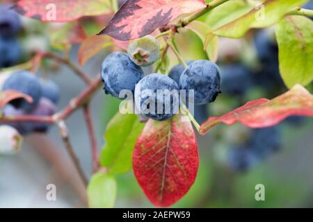 Vaccinium corymbosum. Maturation des bleuets sur le bush. Banque D'Images
