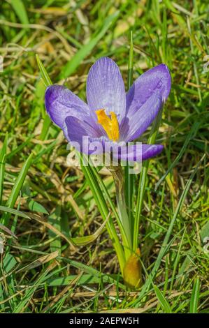 (Frühlings-Safran Frühlings-Krokus, Crocus vernus subsp. albiflorus) Crocus • Bayern, Deutschland Banque D'Images