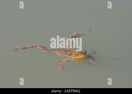 Erdkröte (Bufo bufo) Crapaud commun • Bade-Wurtemberg, Allemagne Banque D'Images