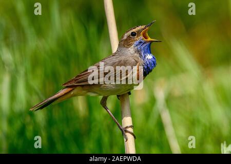 Blaukehlchen, Männchen (Luscinia svecica) gorge bleu, homme • Bayern, Deutschland Banque D'Images