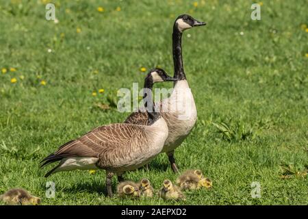 Goesseln Kanadagans, Paar mit (Branta canadensis) Canada Goose, paire et oisons • Baden-Württemberg, Allemagne Banque D'Images