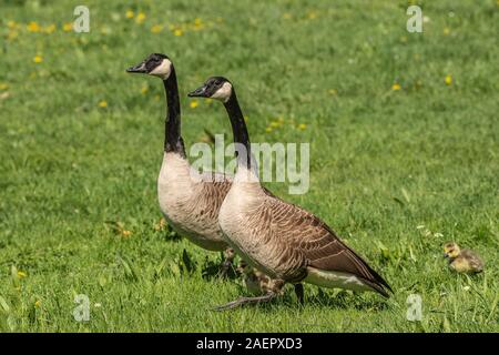 Goesseln Kanadagans, Paar mit (Branta canadensis) Canada Goose, paire et oisons • Baden-Württemberg, Allemagne Banque D'Images