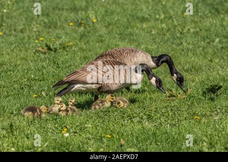Goesseln Kanadagans, Paar mit (Branta canadensis) Canada Goose, paire et oisons • Baden-Württemberg, Allemagne Banque D'Images
