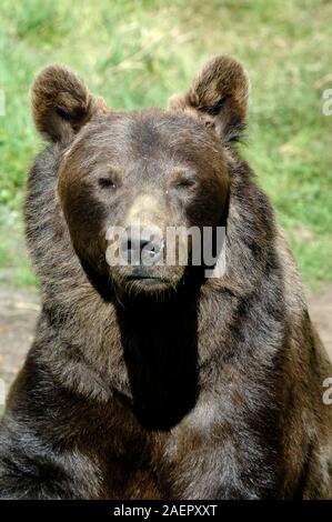 Portrait d'homme adulte Ours brun eurasien, Ursus arctos arctos, alias l'ours brun, l'ours brun commun, ou Ours commun Banque D'Images