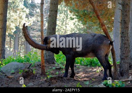 Le bouquetin ibérique mâle, Capra pyrenaica, l'orniérage, aka espagnol Ibex espagnol, chèvre sauvage, chèvre sauvage ibérique Pyrénées France Banque D'Images