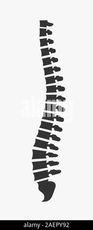 Vue latérale de la colonne vertébrale sur un fond blanc Illustration de Vecteur