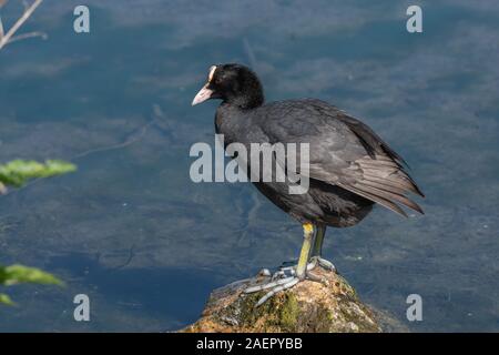 (Fulica atra) Bläßhuhn foulque noire • Baden-Württemberg, Allemagne Banque D'Images