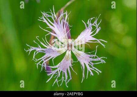 Pracht-Nelke (Dianthus superbus) Grande rose • Baden-Württemberg, Allemagne Banque D'Images