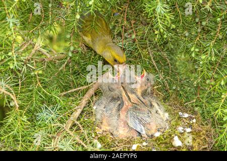 Grünfink Verdier (Carduelis chloris) • Bade-Wurtemberg, Allemagne Banque D'Images