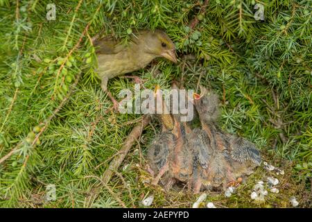 Grünfink Verdier (Carduelis chloris) • Bade-Wurtemberg, Allemagne Banque D'Images