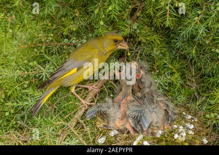 Grünfink Verdier (Carduelis chloris) • Bade-Wurtemberg, Allemagne Banque D'Images