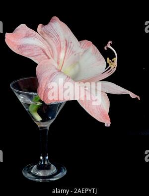 Amaryllis rose et blanc en verre de cocktail clair sur un fond noir Banque D'Images