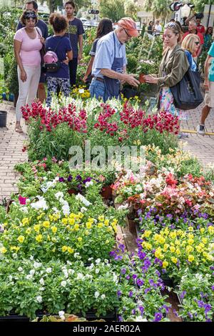 Orlando Winter Park Florida,centre-ville,quartier historique,marché agricole,hebdomadaire samedi extérieur,vendeur,pépinière,fleurs de jardin,à vendre,homme,femme, Banque D'Images