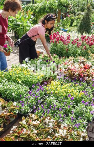 Orlando Winter Park Florida,centre-ville,quartier historique,marché agricole,hebdomadaire samedi extérieur,fournisseur,pépinière,fleurs de jardin,à vendre,shopping,d Banque D'Images