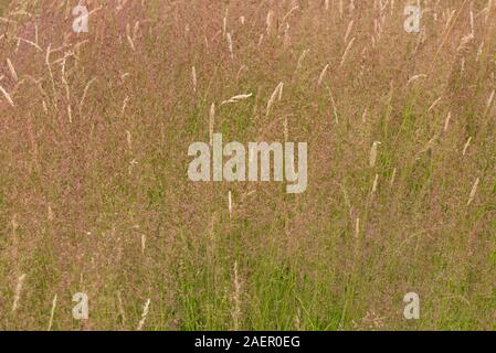 Bent commun (Agrostis capillaris) violet/rouge rhizomateuse dense et l'antennaire meadow grass en fleur, Berkshire, Juillet Banque D'Images